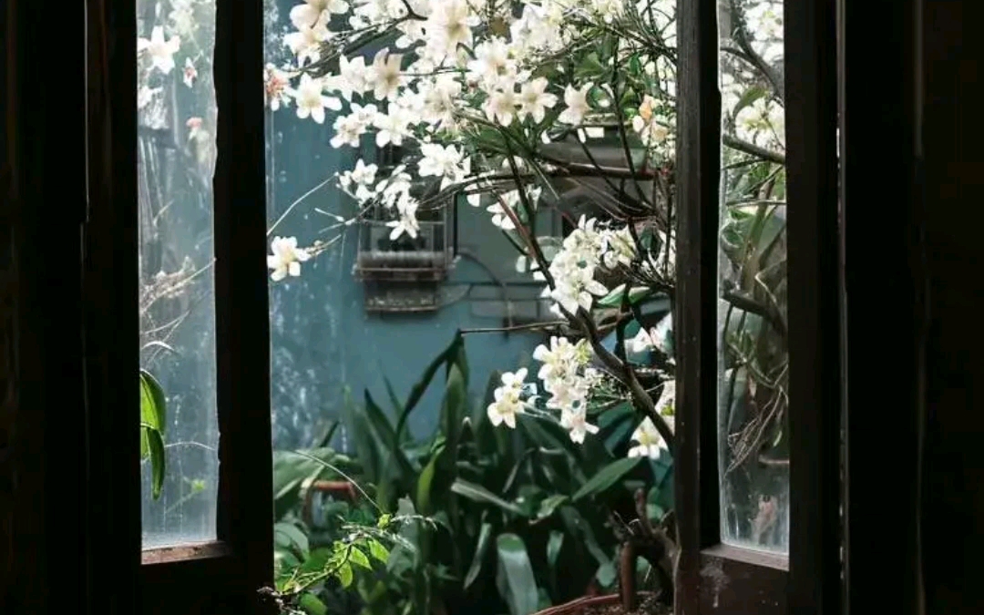 坐看闲庭落花,世事变迁,沧海桑田,不如闲听落花