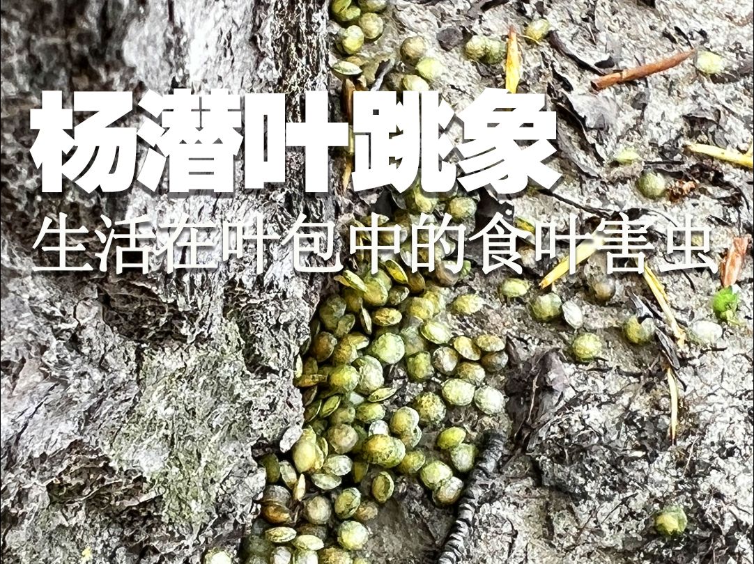 生活在树叶中间的食叶害虫:杨潜叶跳象