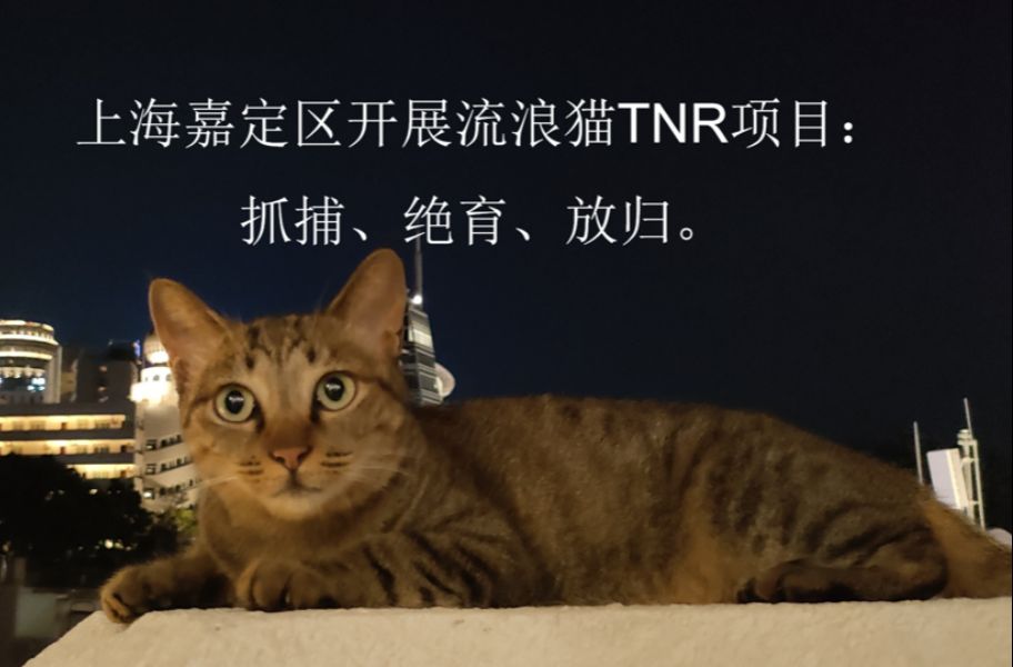 上海嘉定区开展流浪猫TNR项目哔哩哔哩bilibili