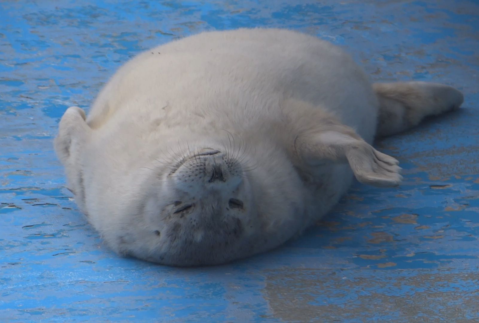 立野寒布寒流水族馆 睡醒的糯米团子