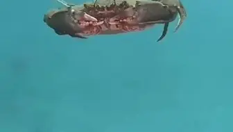 海底双翼直升机