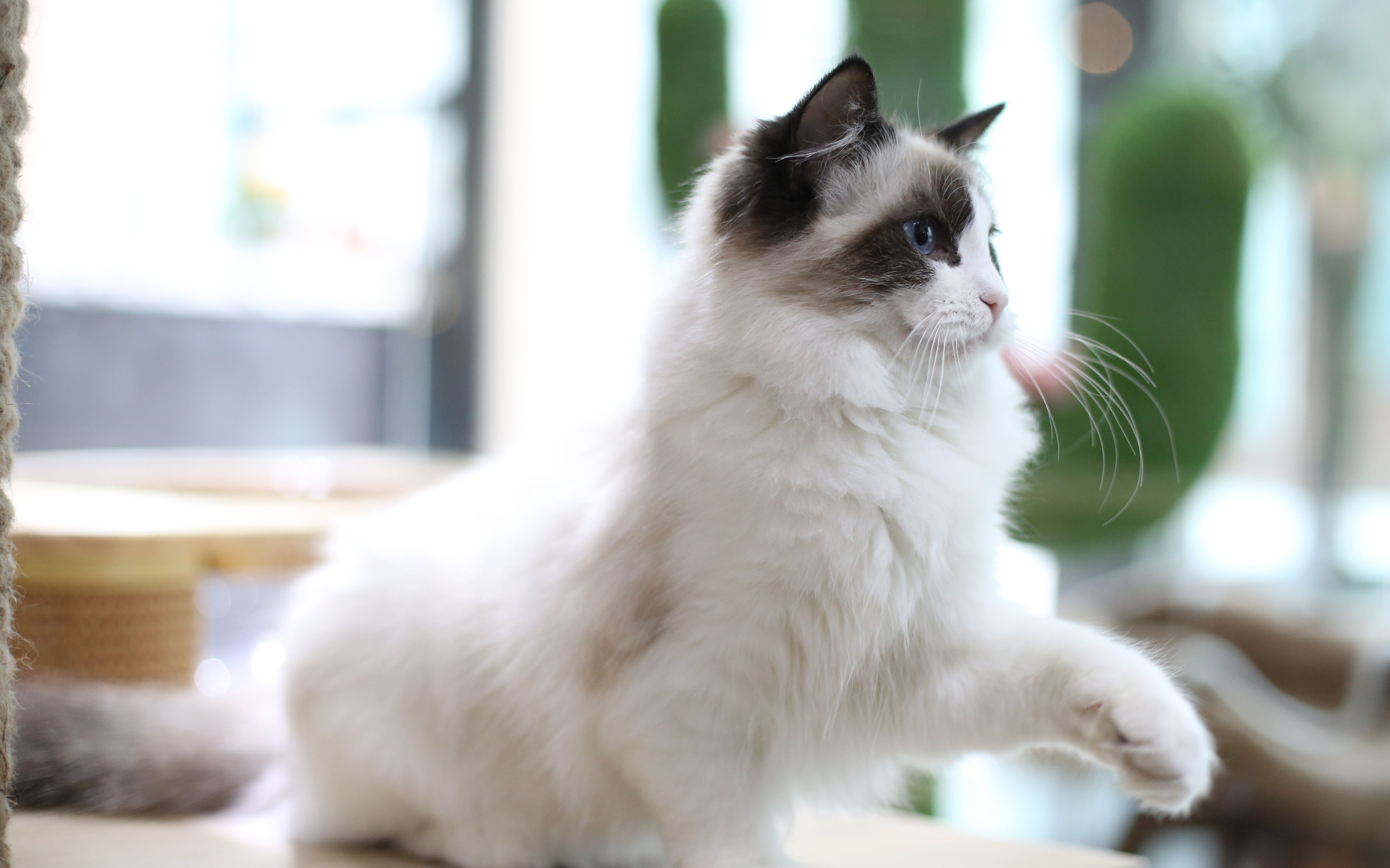 薛凯琪抱过的猫
