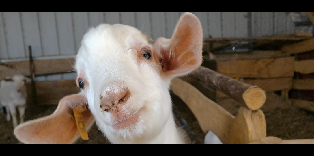 小羊羊的歪头杀!_哔哩哔哩_bilibili