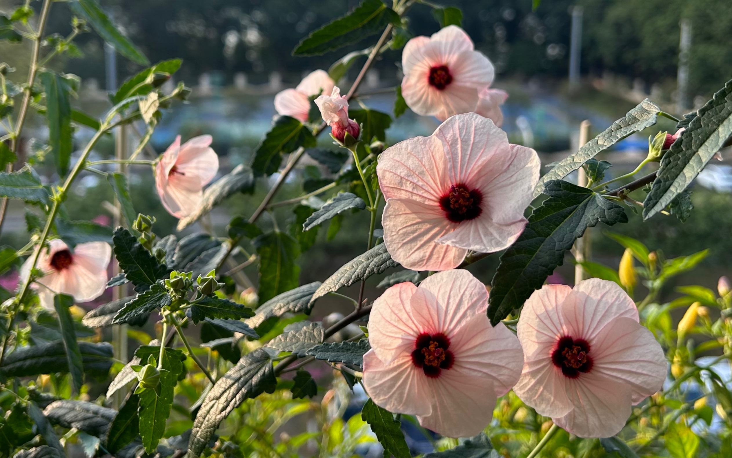 12月的高砂芙蓉葵,可以开一整天了