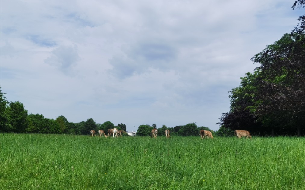 爱尔兰骑行游(都柏林动物园 凤凰公园)