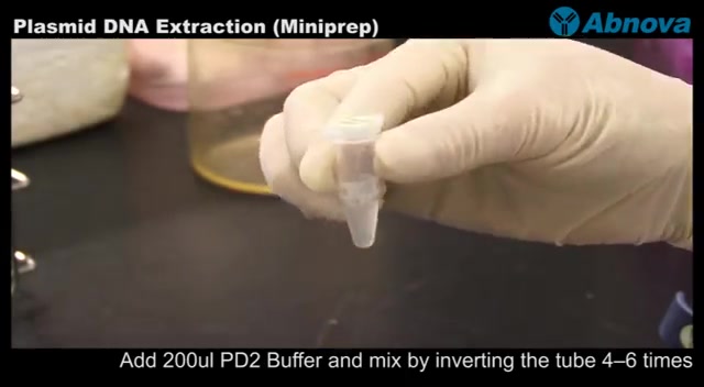 分子克隆 ⷠ质粒提取 Plasmid DNA Extraction (Miniprep)哔哩哔哩bilibili