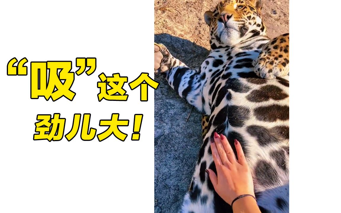 打击豹腹 油抱狮头 !_哔哩哔哩_bilibili