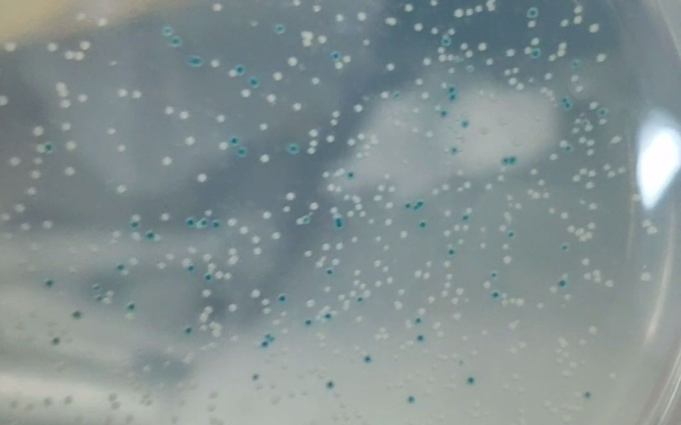 【实验】1分钟学会x-gal怎么配,蓝白斑筛选怎么做,iptg怎么配_哔哩