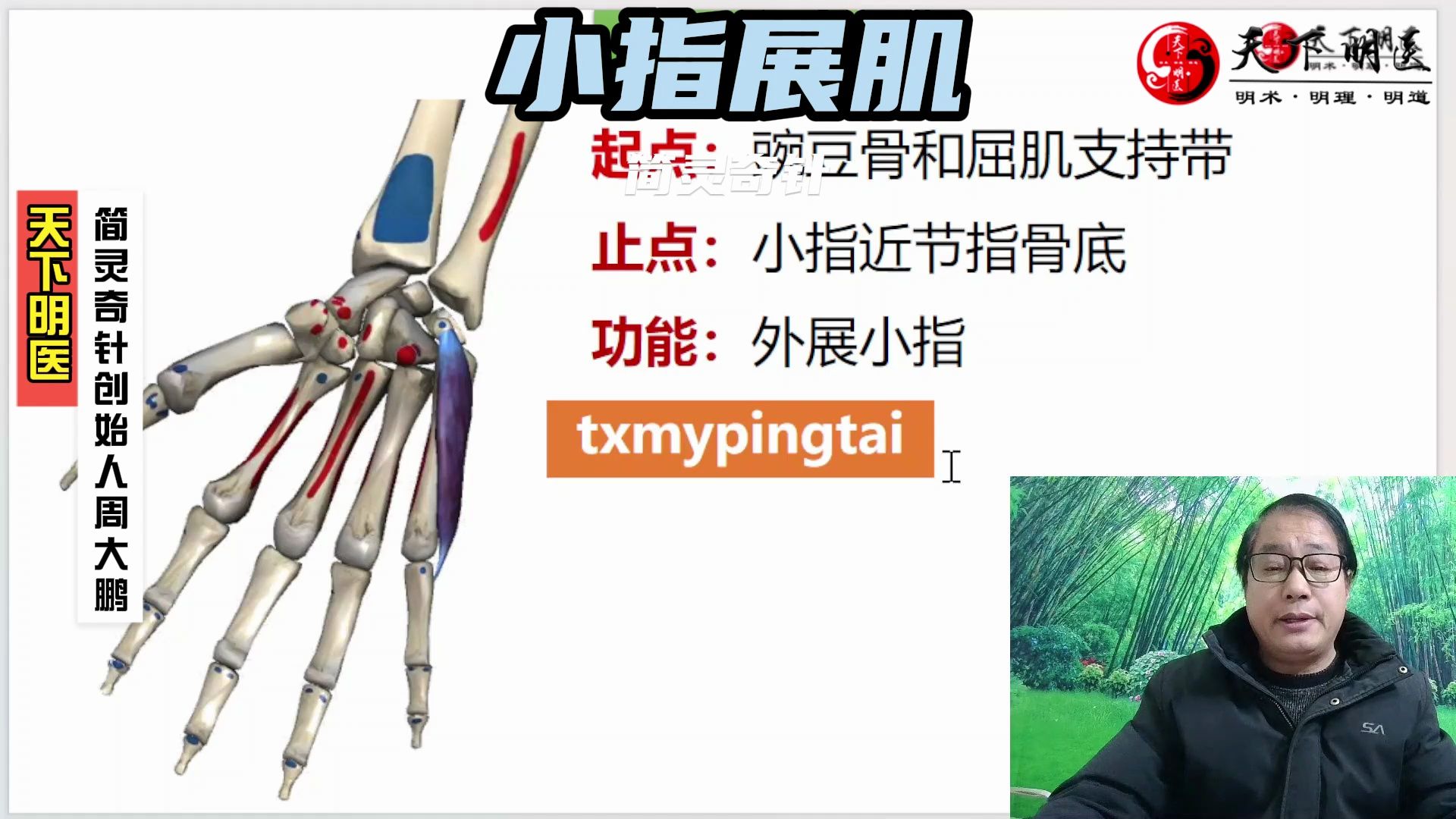 小趾展肌——脚掌前面痛!4个方面全方位讲解——天下明医平台简灵奇针