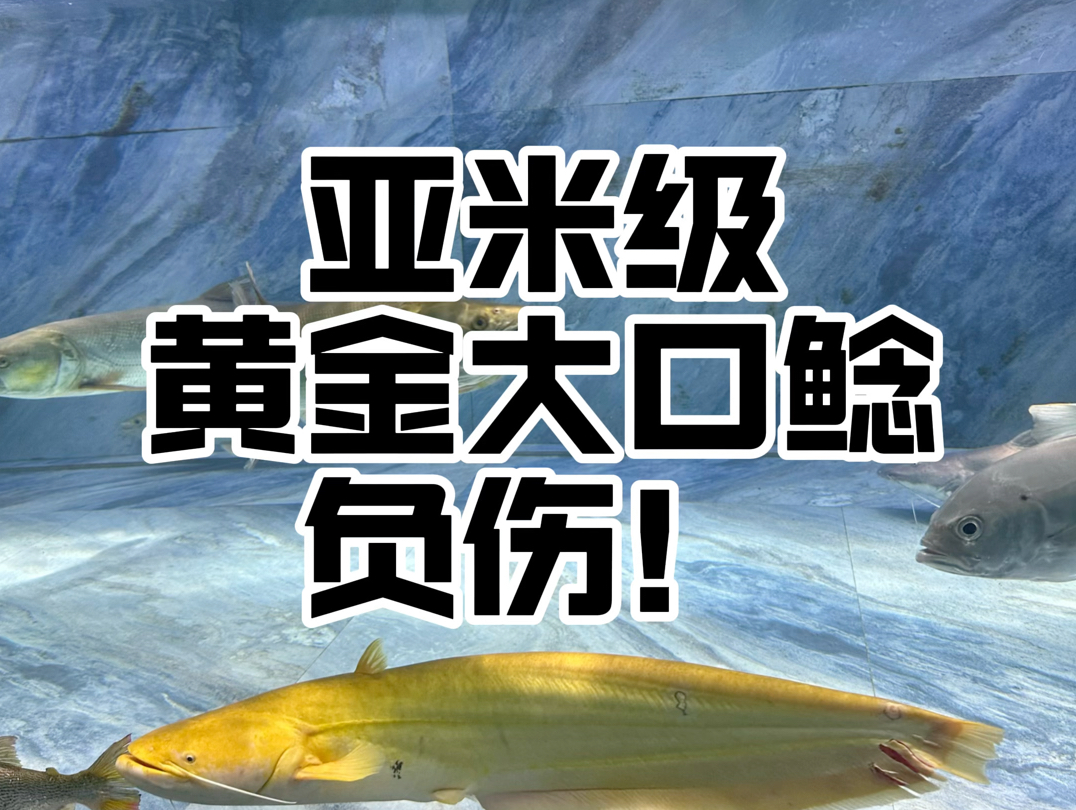 亚米级黄金大口鲶负伤