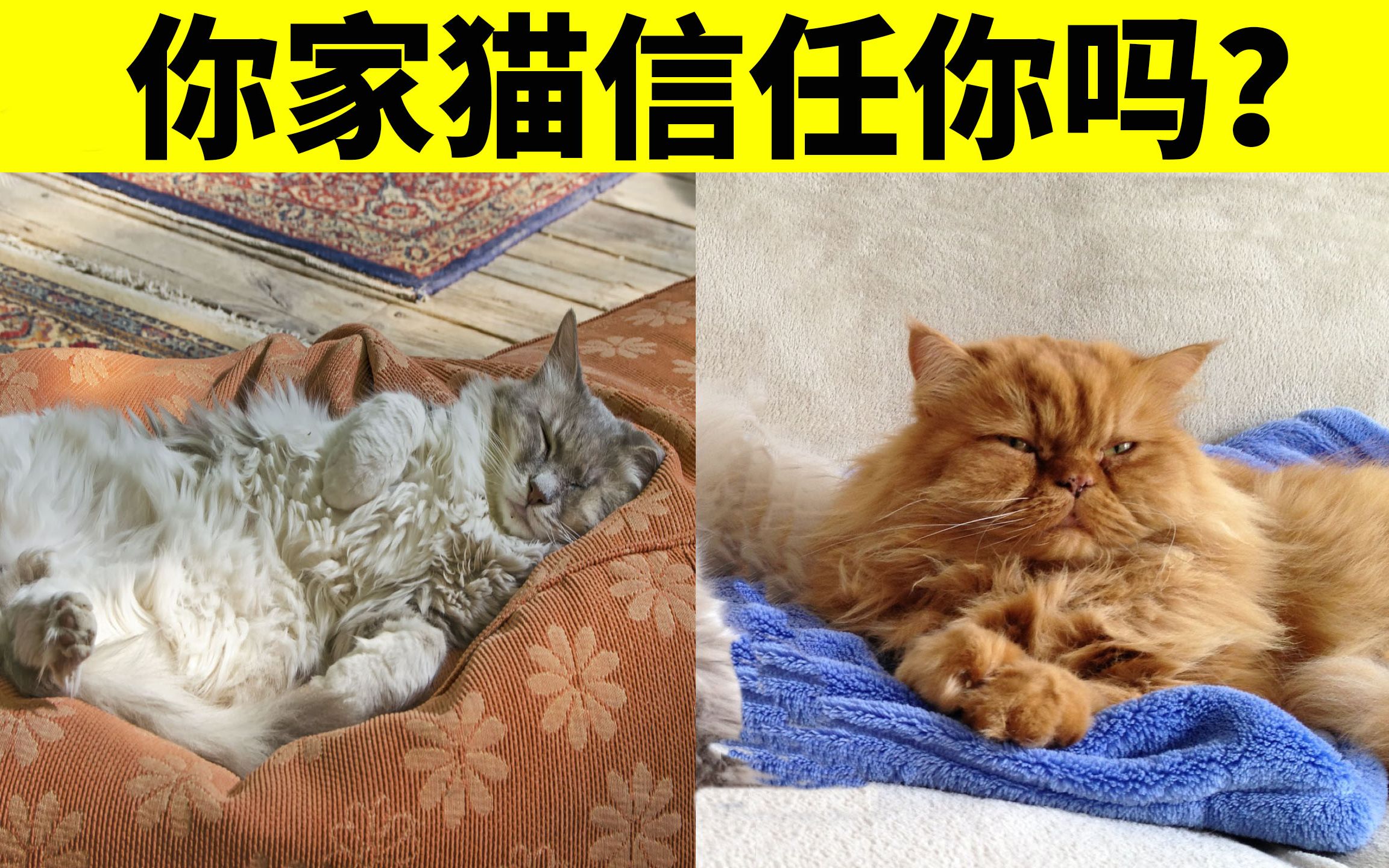 6种猫咪睡姿解读,看猫对你的信任程度!你家猫咪信赖你吗?哔哩哔哩bilibili