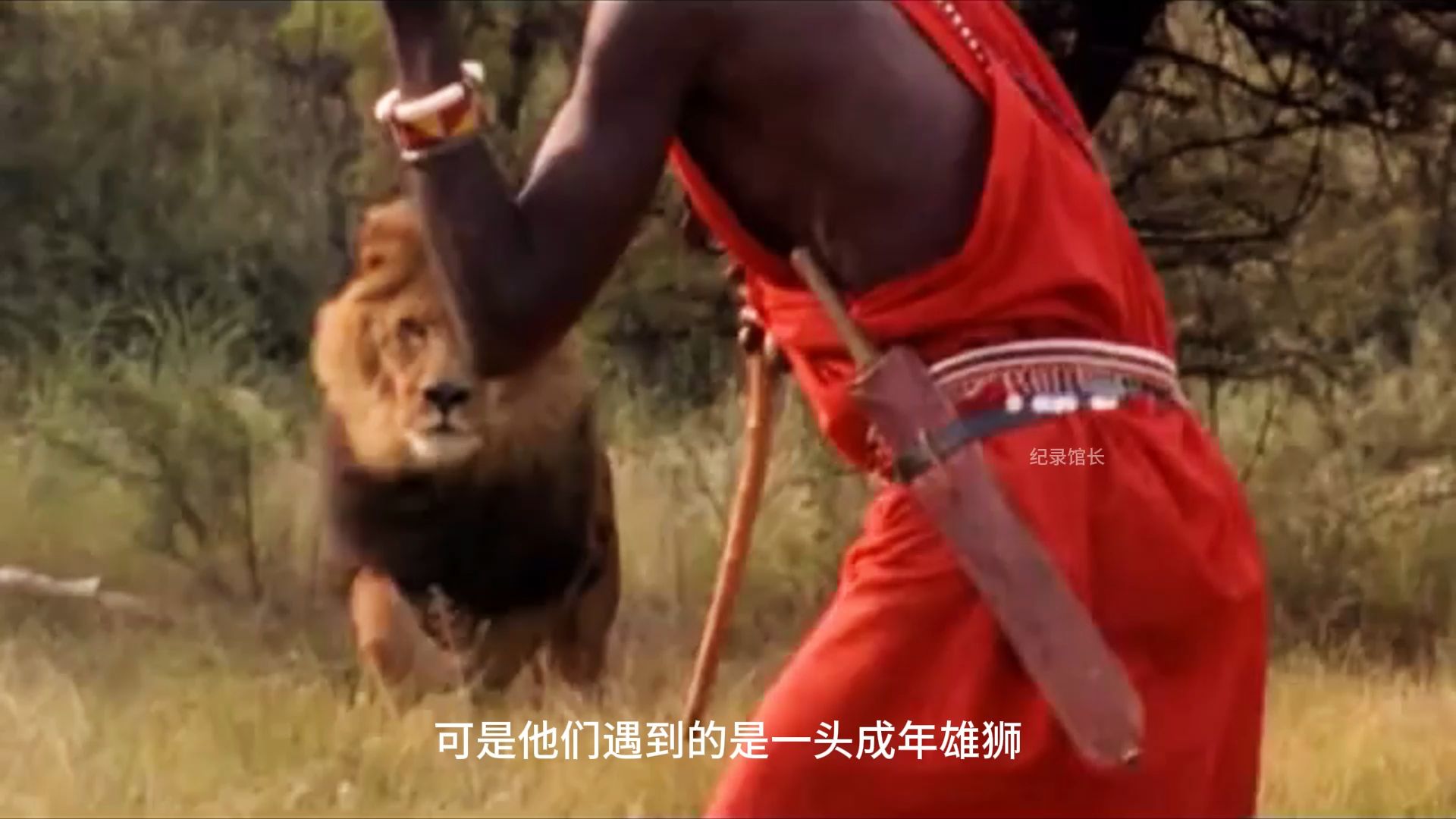 马赛人是如何对抗狮子呢?会不会有失手的时候呢?太惊险了