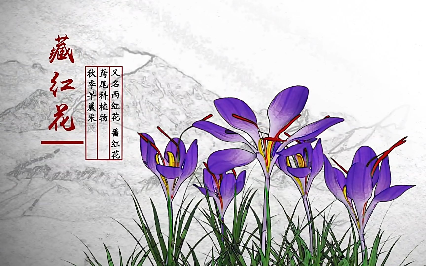 本草中国藏红花