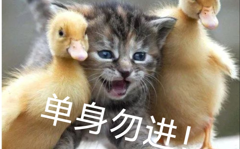 爱情专区,单身勿进!