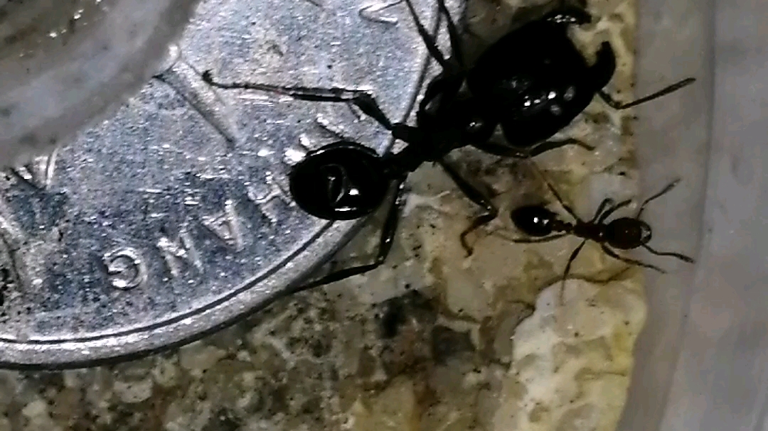 全异巨首兵蚁vs红火蚁