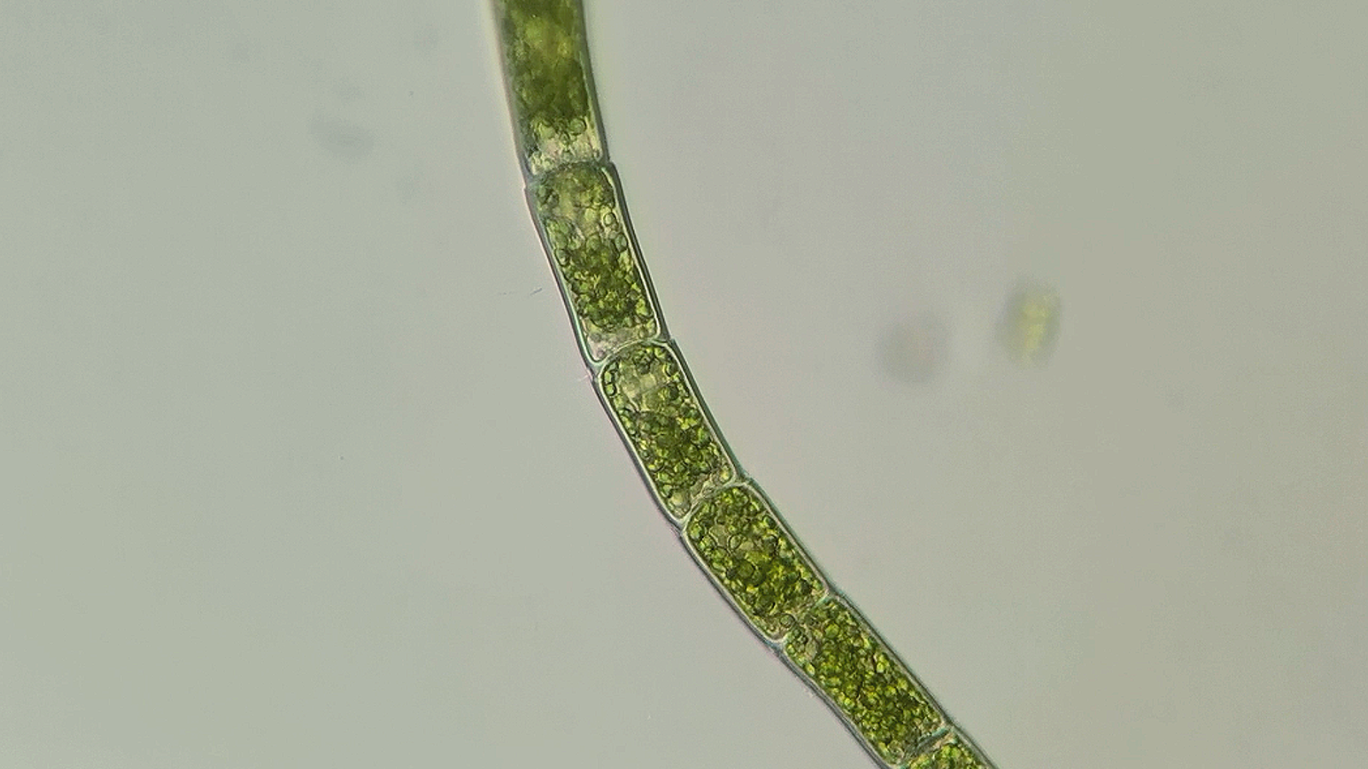 微生物猎人鞘藻的无性生殖我已出仓感觉良好