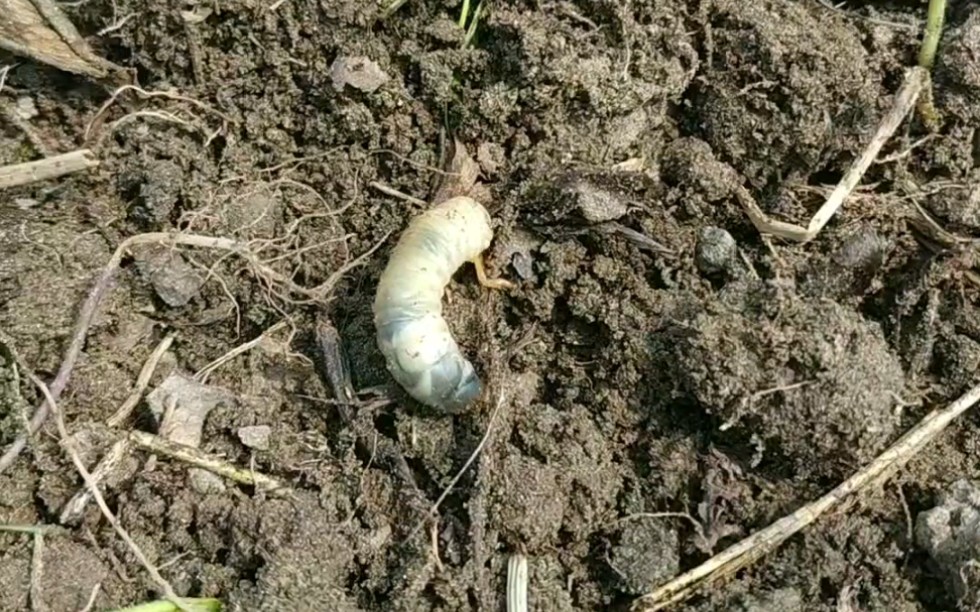 【土虫】我也不知道这个叫什么,白胖胖的,给鸡吃