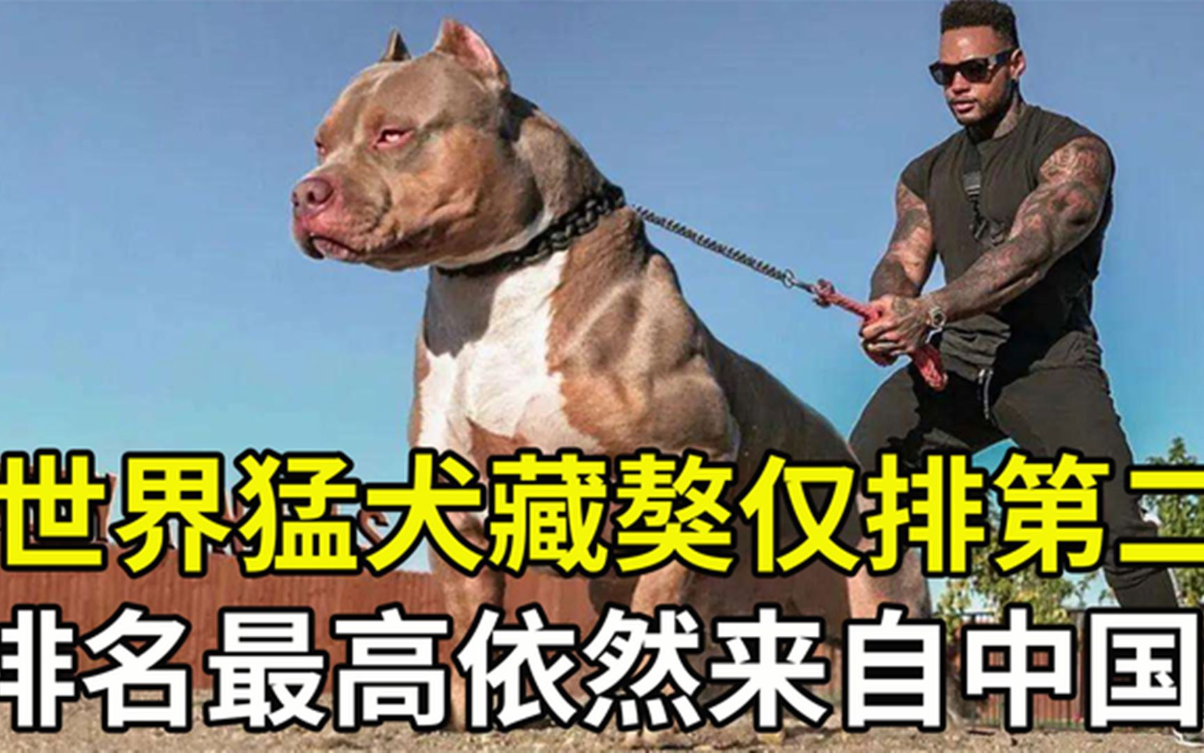 遇见赶紧跑!世界十大猛犬藏獒仅排第二,排名最高是中国神犬哔哩哔哩bilibili