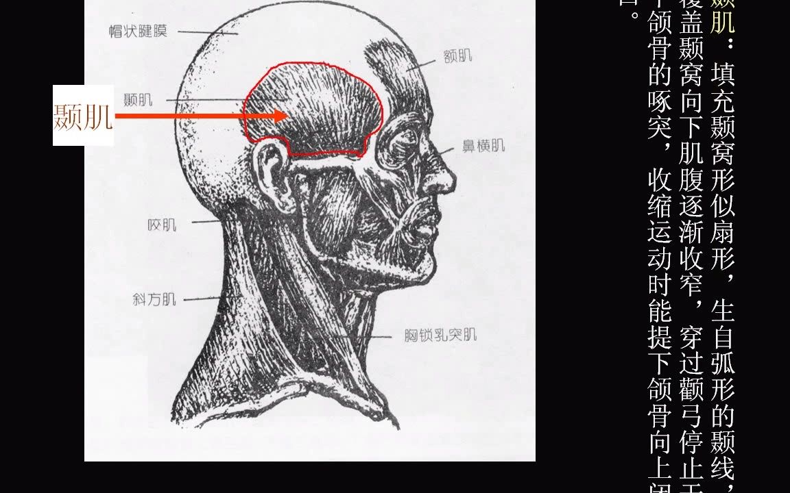 [图]第01讲（基础解剖）1-2 艺用人体解剖学-头部肌肉