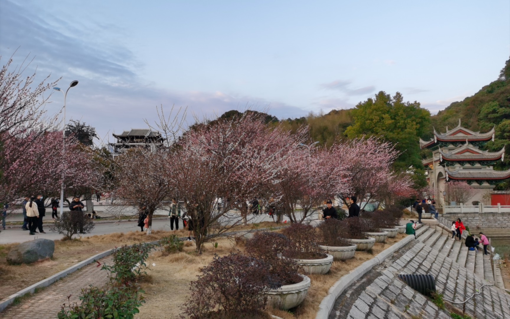 福州林阳禅寺,梅花盛开,平静内心