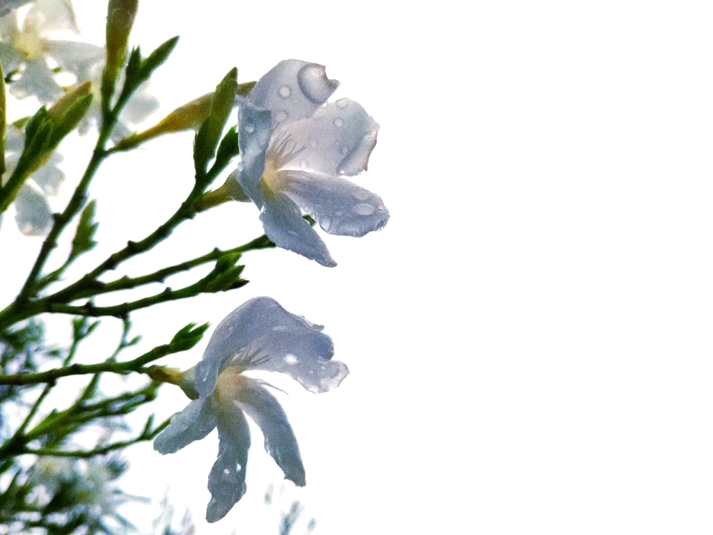 [图]雨后·花