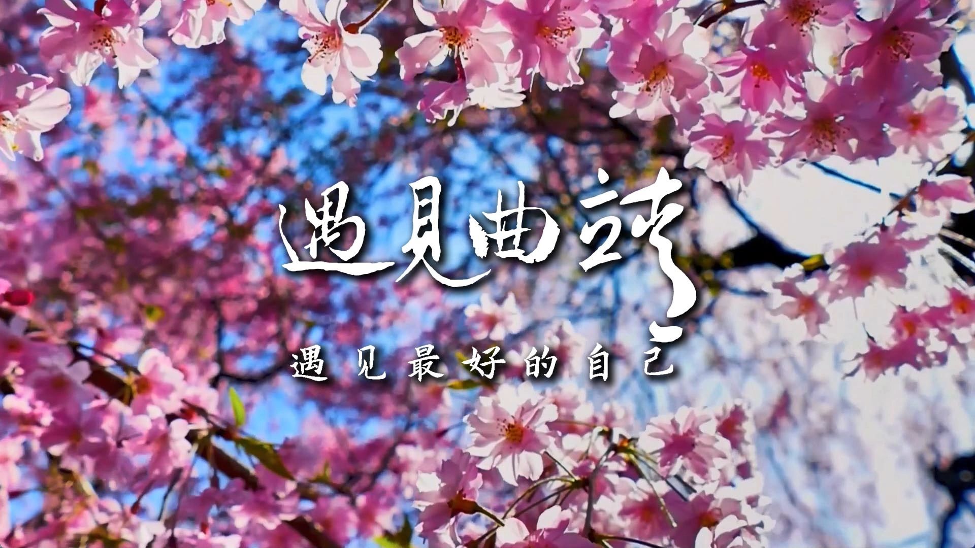 遇见曲靖|曲靖五张名片——三大优势#世界最大自然天成花园,曲靖的樱花,是大自然赋予这座城市的浪漫诗篇.哔哩哔哩bilibili