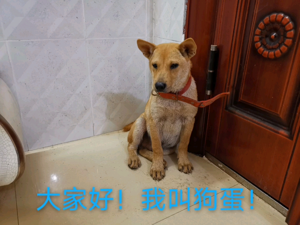 小土狗大家好我叫狗蛋很高兴认识大家