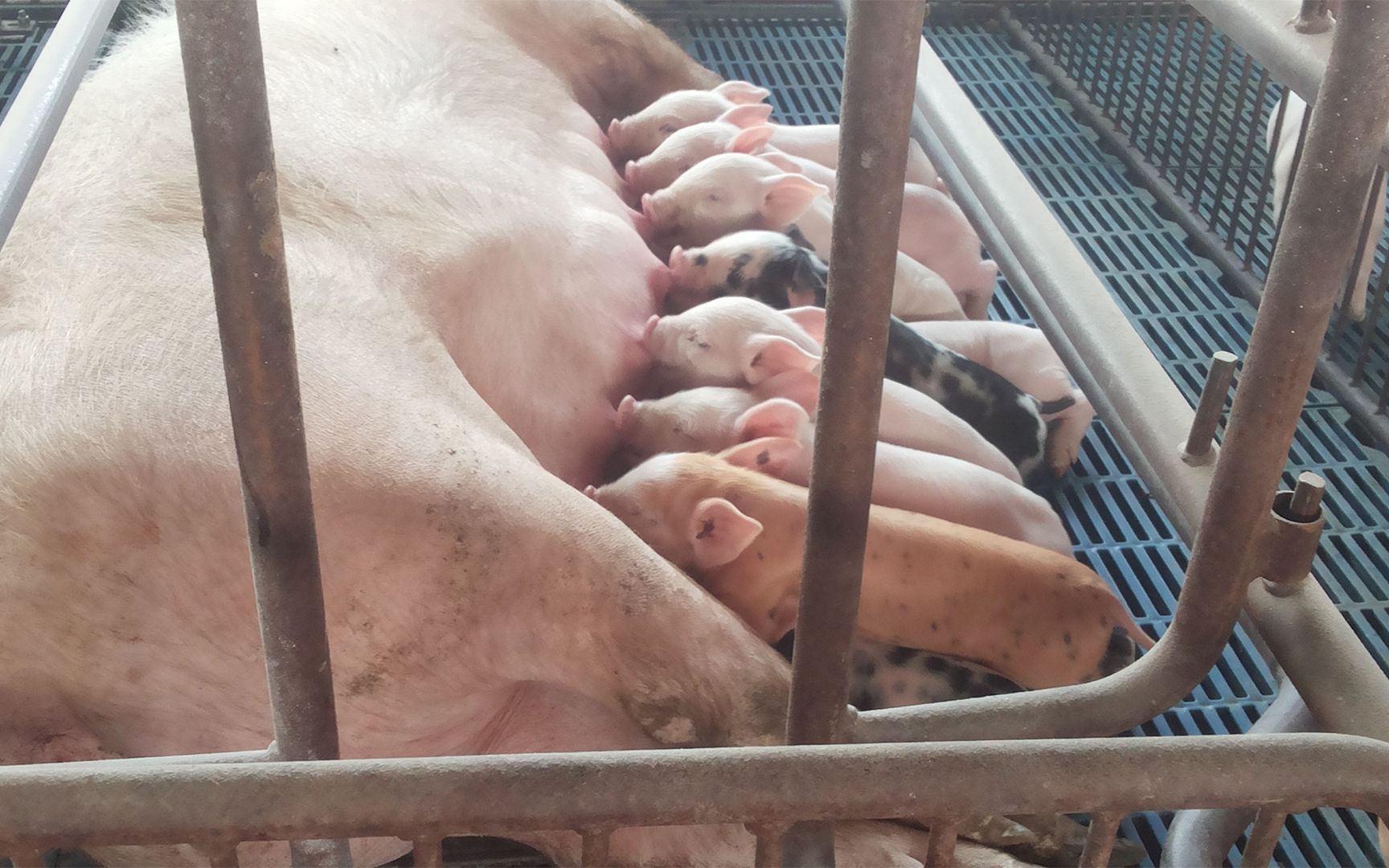 母猪产后奶少打什么针 母猪产后奶少打什么针好