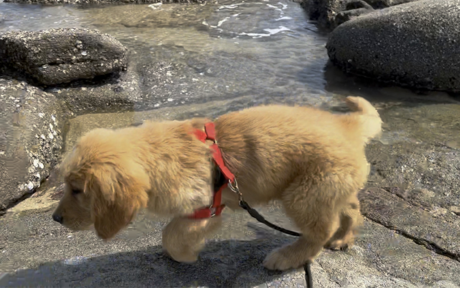 壮壮狗生第一次去海边