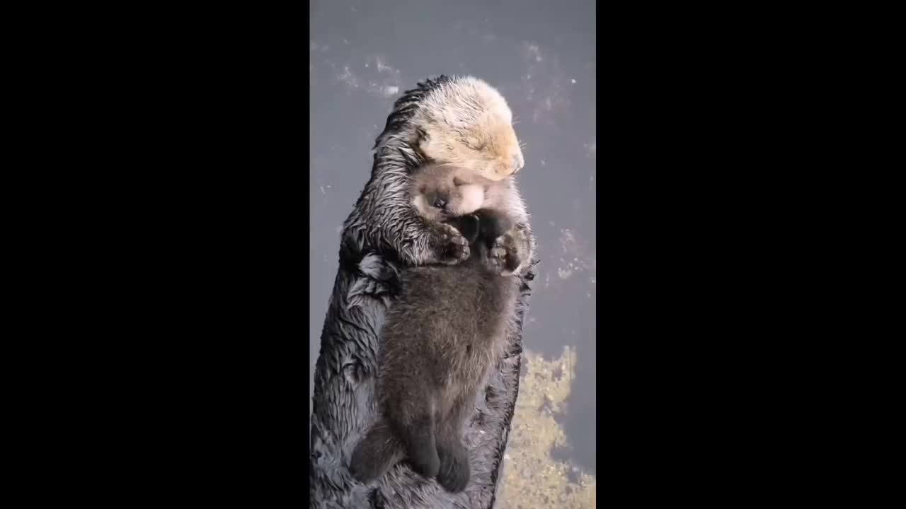 海獭妈妈抱宝宝图片图片