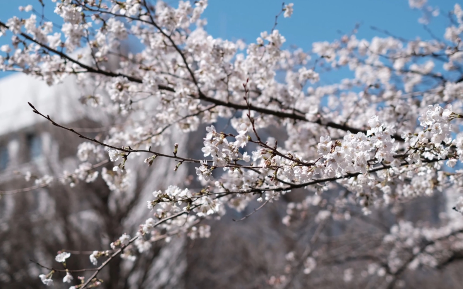 日本留学vlog|东京大学驹场校区樱花盛放