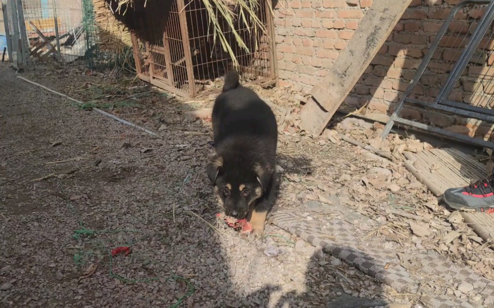 太行犬大笨狗繁育基地图片