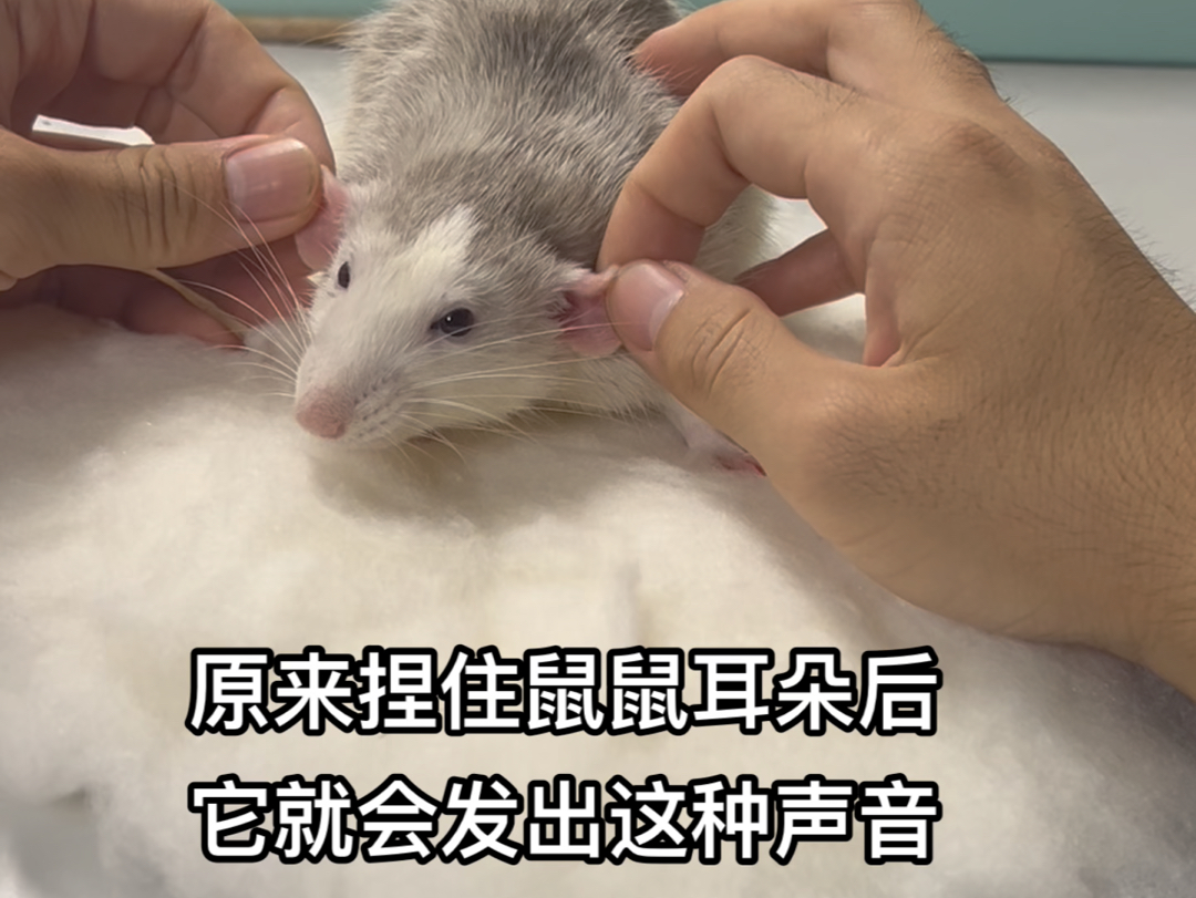 听到了花枝鼠的叫声