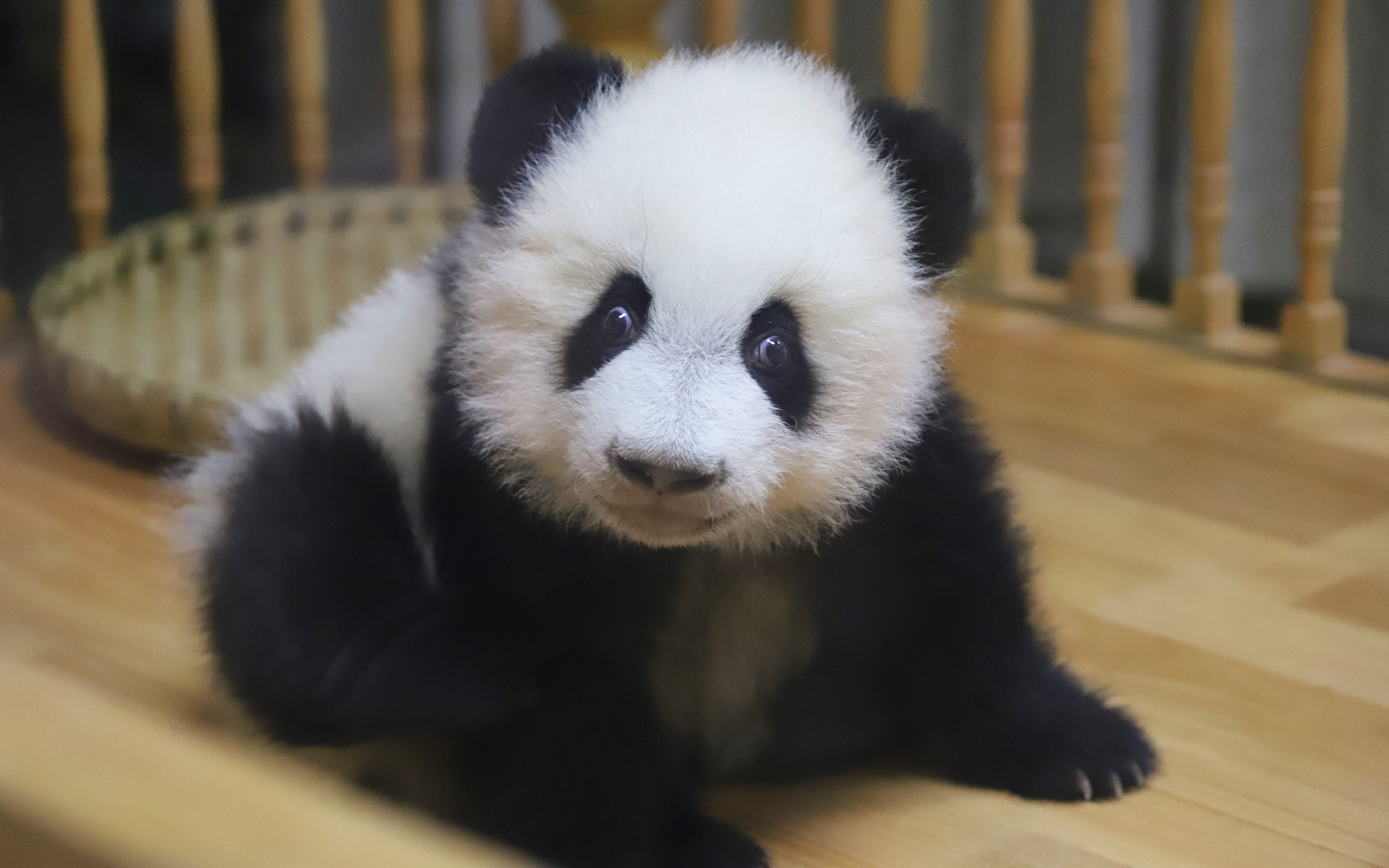 福多多,你的眼神也有点劈叉了哦_哔哩哔哩_bilibili