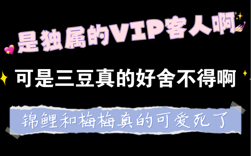 [图]【营养过良】【羊仔】独家占有！锦鲤和梅梅努力计算价钱好可爱啊！但是三豆好舍不得容眠啊～