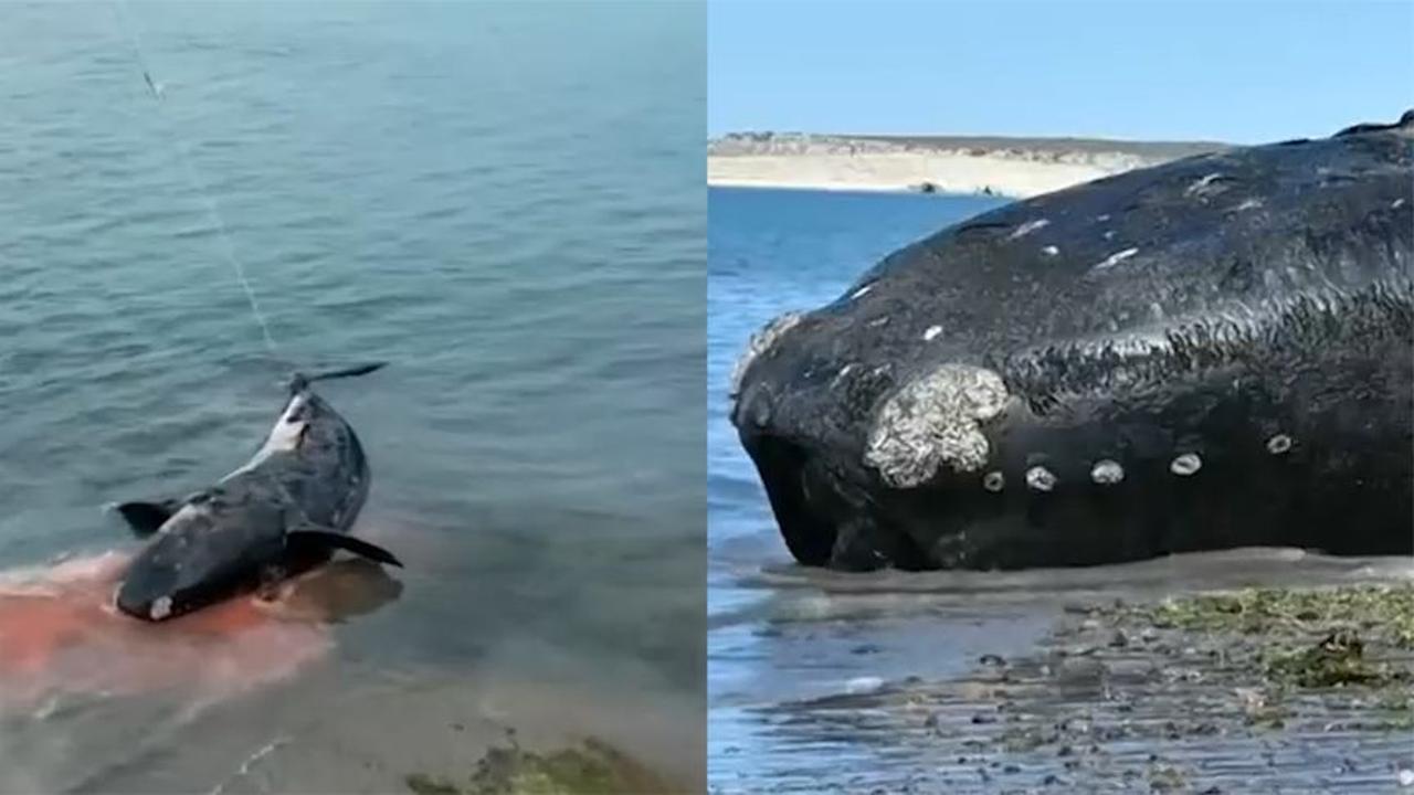 阿根廷南部沿岸大量鲸鱼死亡