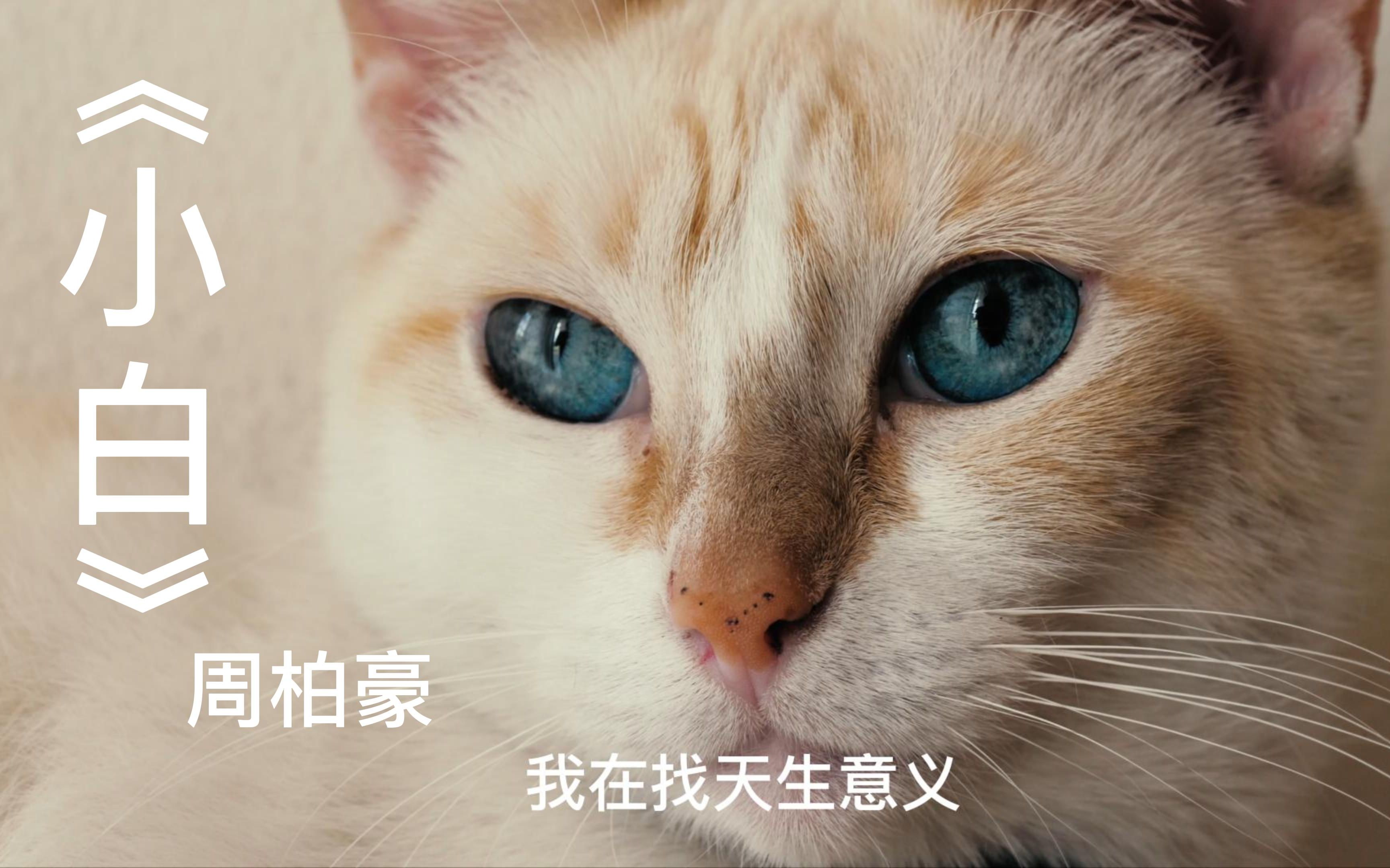 猫非猫,人亦变,此情可待成追忆《小白》周柏豪哔哩哔哩bilibili