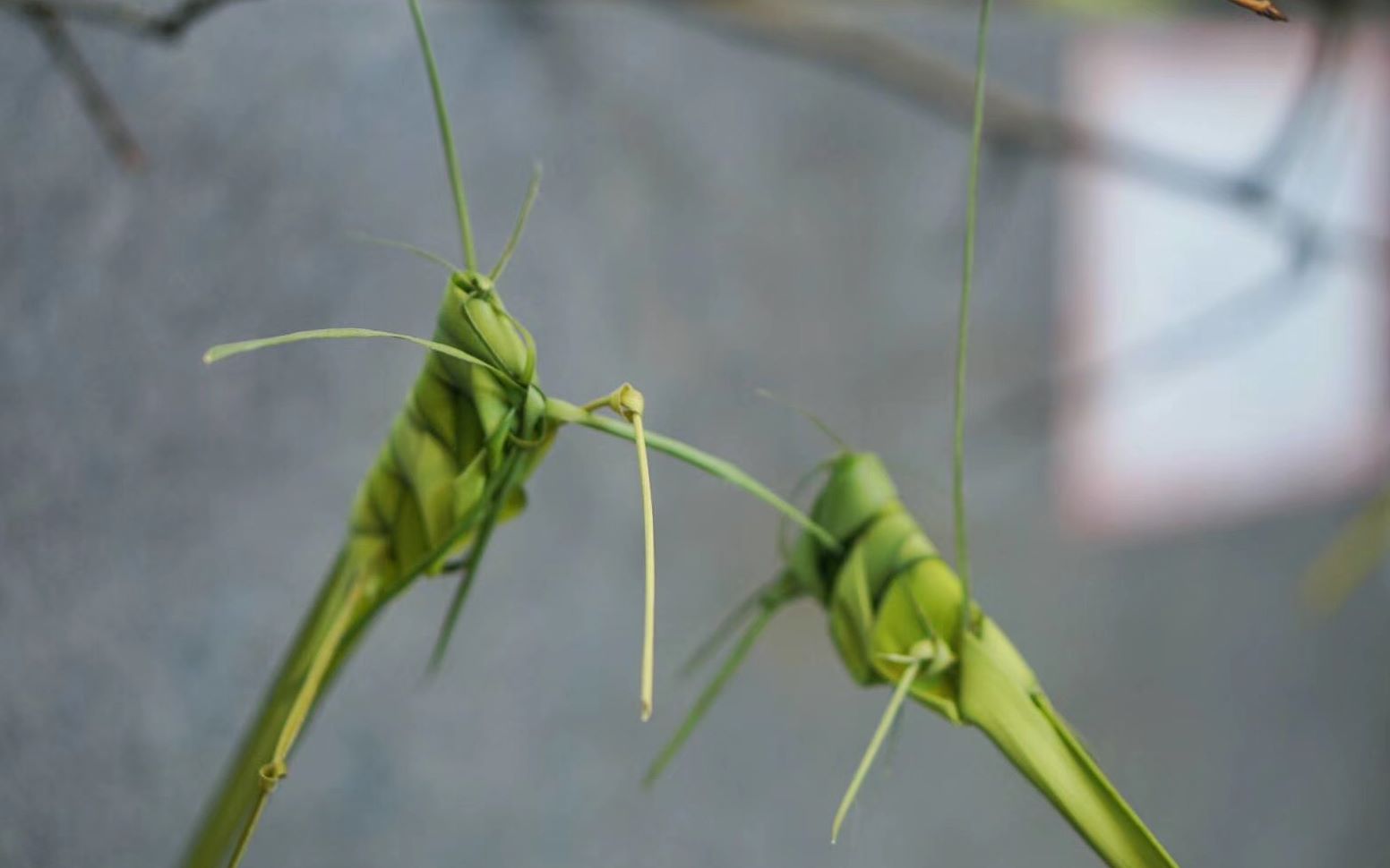 【棕编教程】这只伶俐的棕编蚱蜢跳上一只懒惰的猫_哔哩哔哩_bilibili