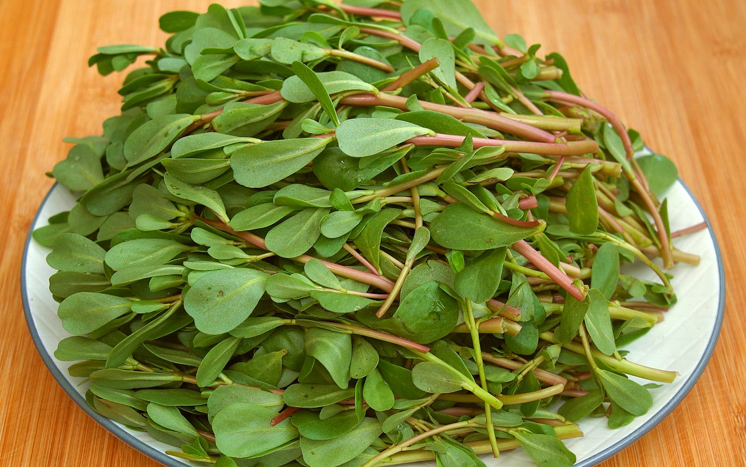 6月多吃马齿菜,教你特色做法,野味十足不发酸,一顿3个不够吃哔哩哔哩bilibili