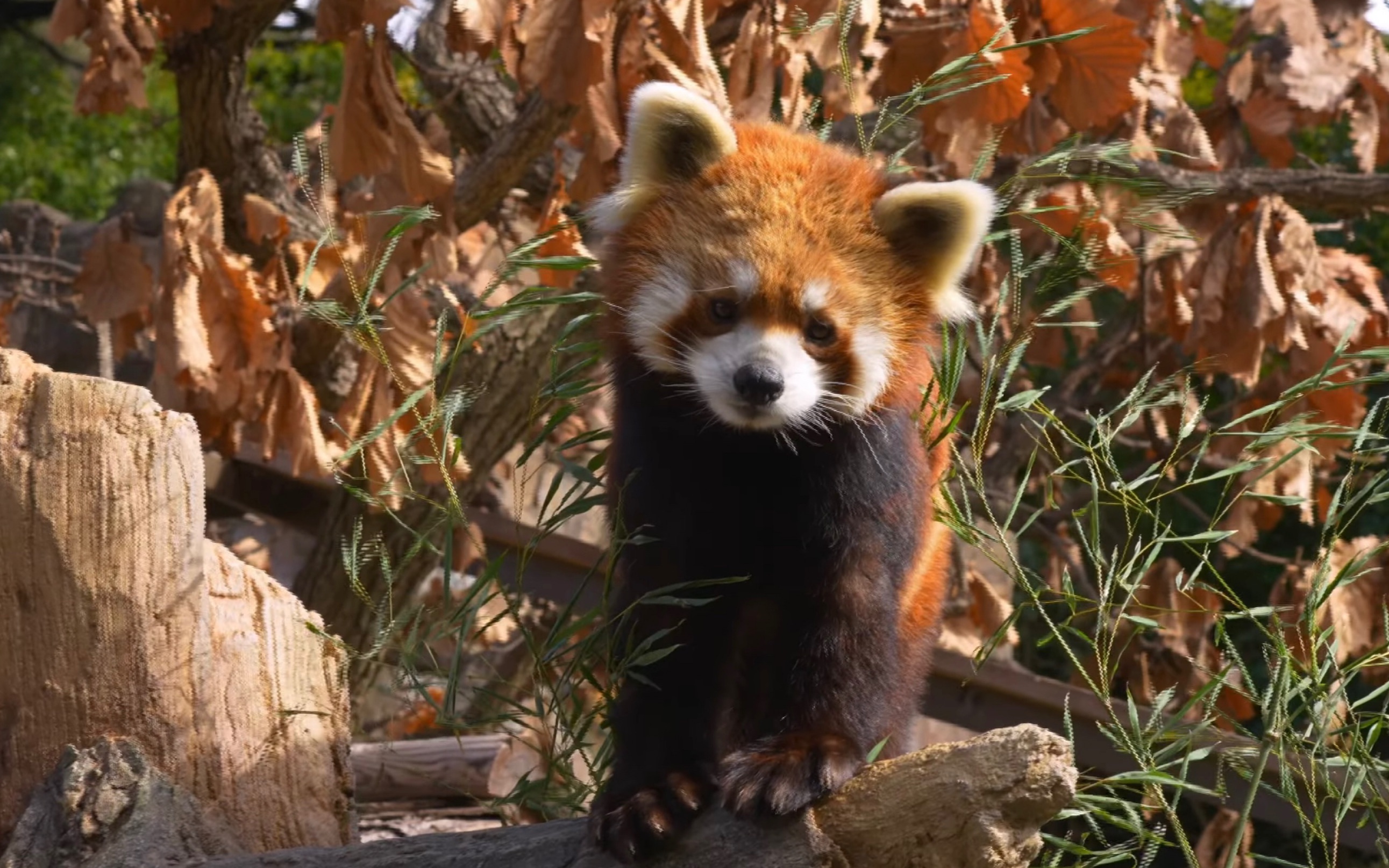 野毛山动物园|小熊猫草莓