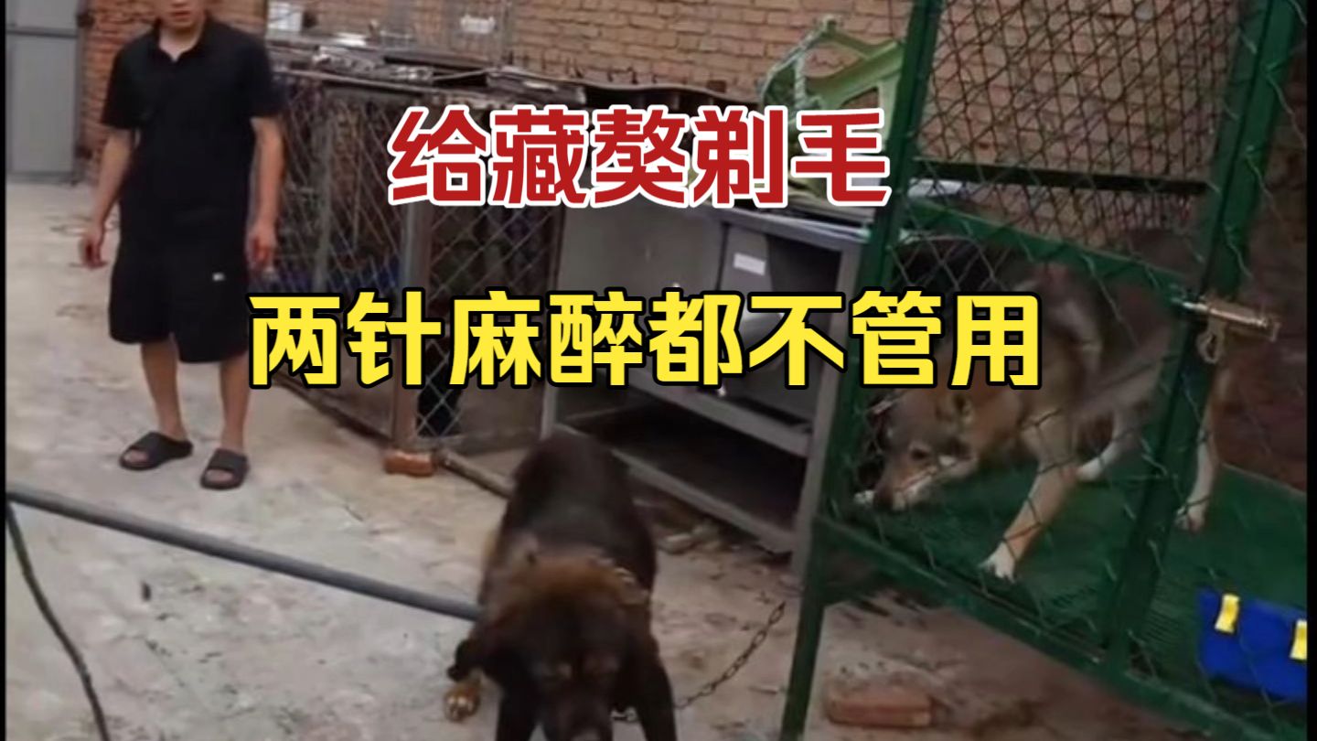 【潘宏园区】潘宏园区大事件！给藏獒剃毛，几乎全体出动，打了两针麻醉都没干醉！