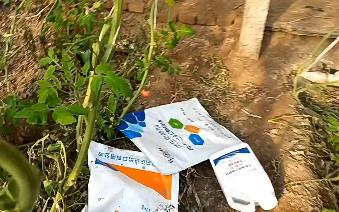 [图]水溶肥-山东李大姐的番茄末期拔秧使用碧卡菌剂+粉剂平衡水溶肥效果反馈，柿子到拔秧期无死棵现象，根系发达，土壤ph值每亩地测试5-6次，普遍都是在6.5-6.8