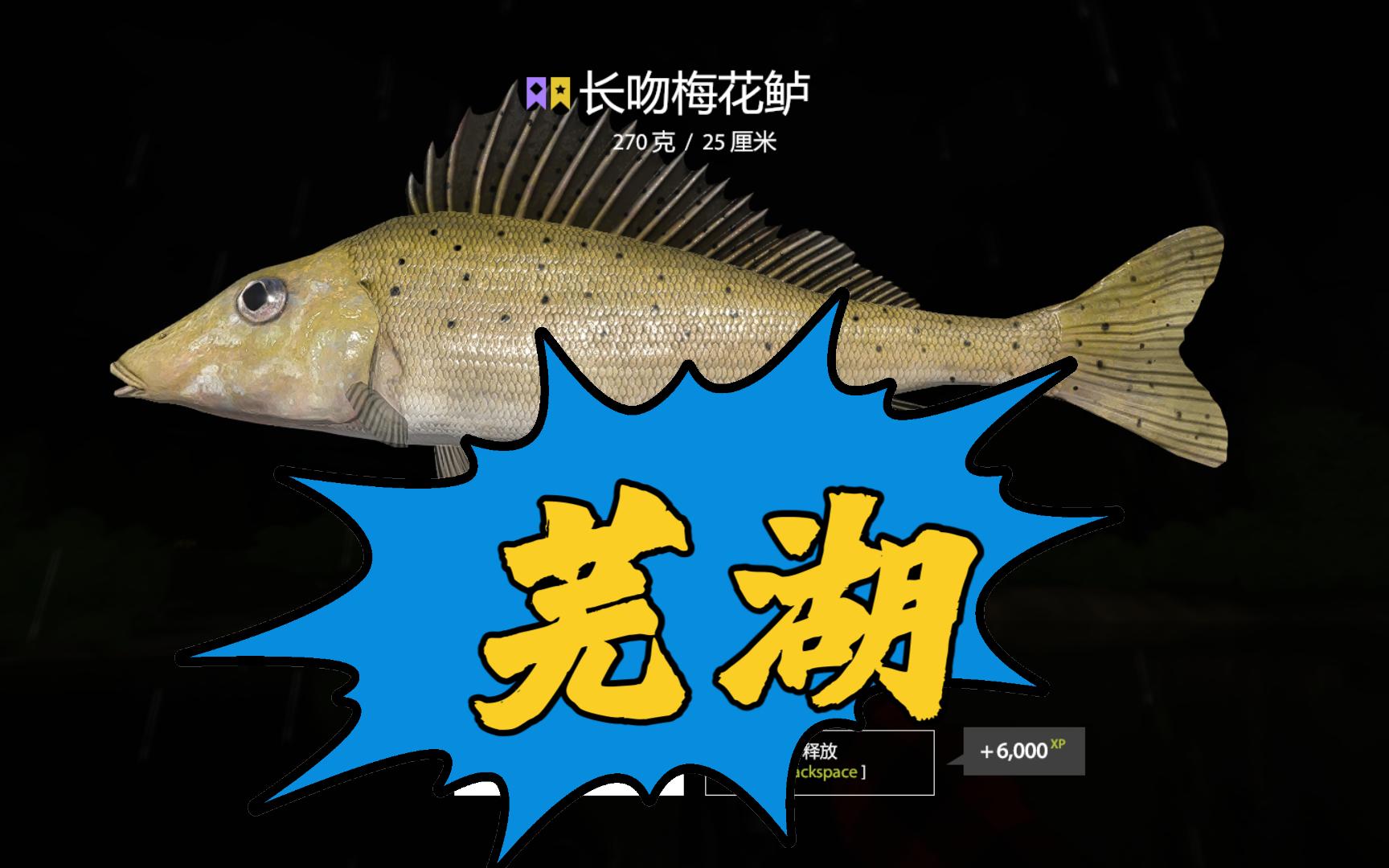 来的早,不如来的巧【星长吻梅花鲈】