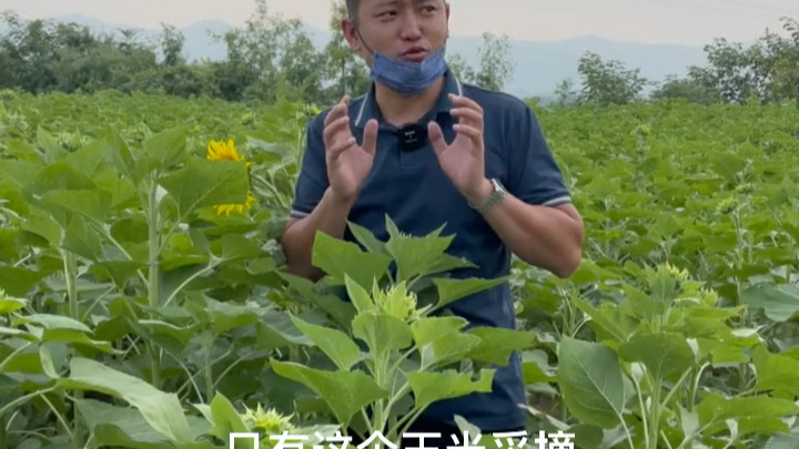 [图]种的向日葵🌻快开花啦