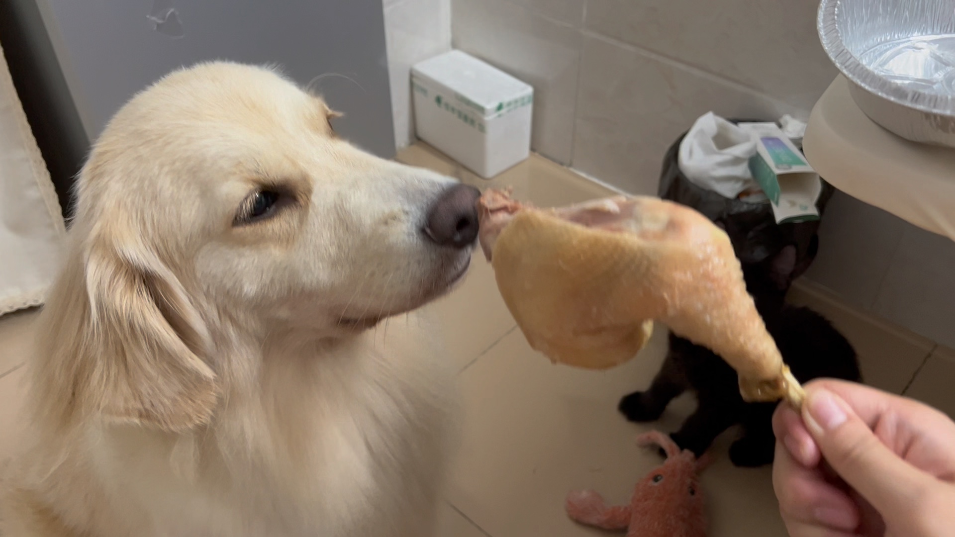 修勾狗要吃大鸡腿