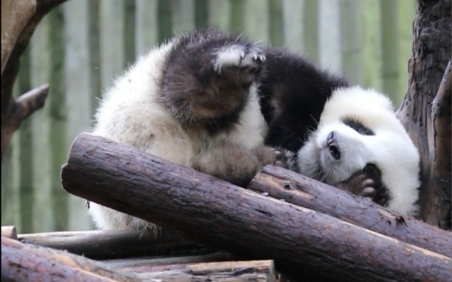 【大熊猫和花】睡吧睡吧～和花宝宝