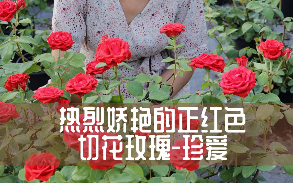 [图]【惠惠的花园】珍爱玫瑰的花语是我将珍爱一生 非常浪漫 就像它的颜色一样 火红热烈。花瓣厚实 刺少 花期长 当然它的抗性也是非常好的 很好养的一个品种