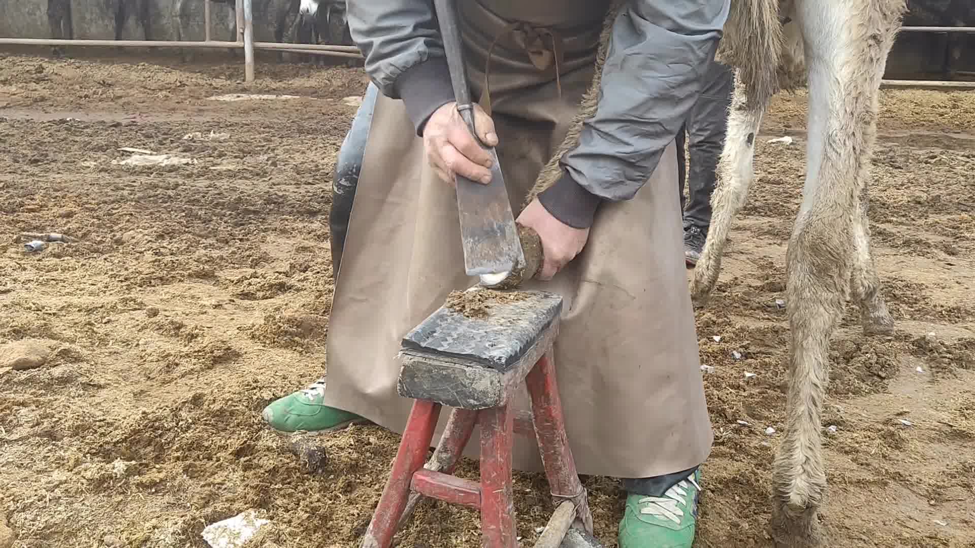 毛驴三个月一斤不涨,驴蹄切开完好刀却干折了!这到底咋回事?哔哩哔哩bilibili