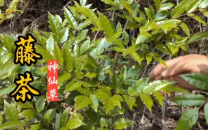 Tải video: 藤茶也叫神仙草，是光绪帝赐名的天子神茶，被誉为“百茶之王”！