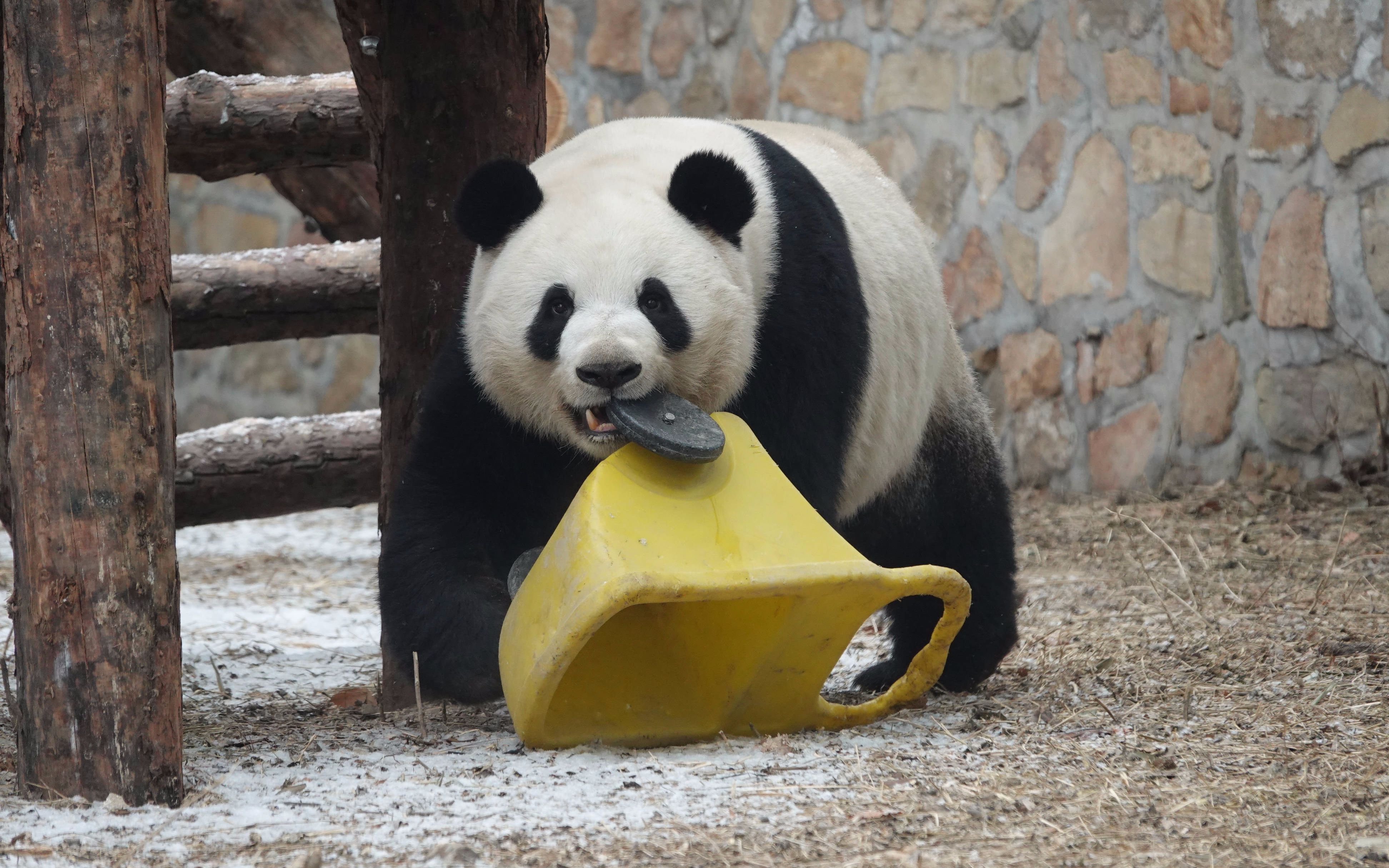 【大熊猫萌兰】叼小车上梧桐树,爬高后扔下去,下树又叼起,踩着它上